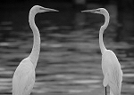 Galveston Birds 2 (June 24, 2007)